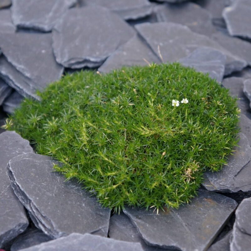 EMOTIONS PAYSAGE20 800X800 | Emotion paysage Emotion Paysage : artisans créateurs de jardins d’exception Benfeld 4