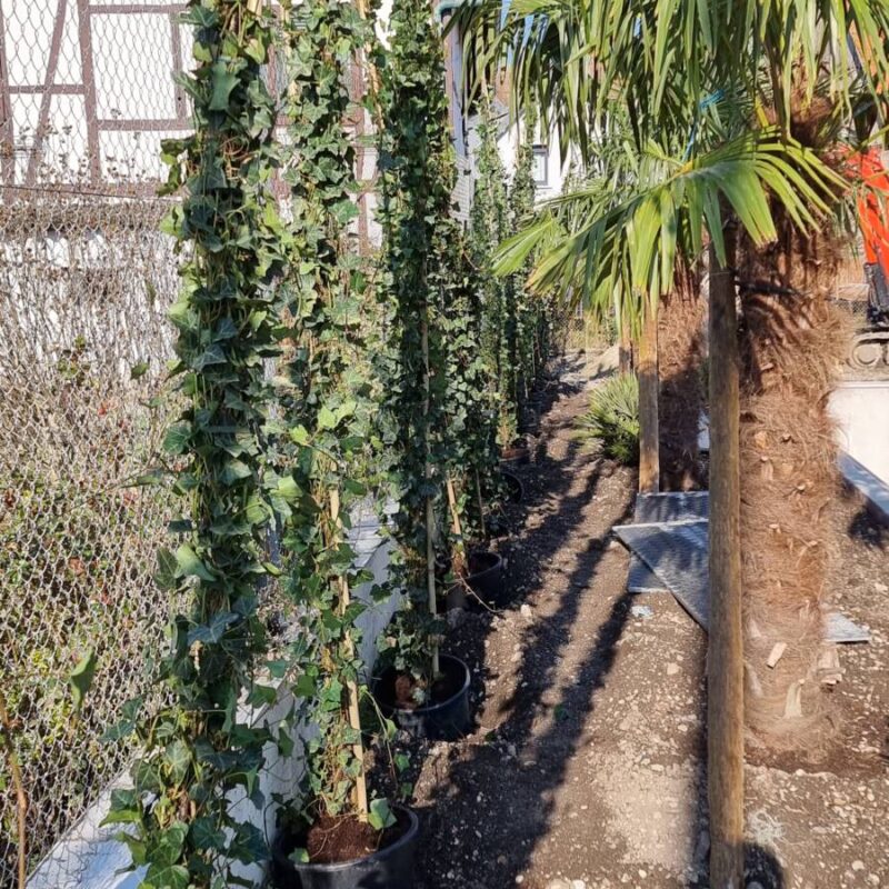 Le v&eacute;g&eacute;tal S&eacute;lestat 1