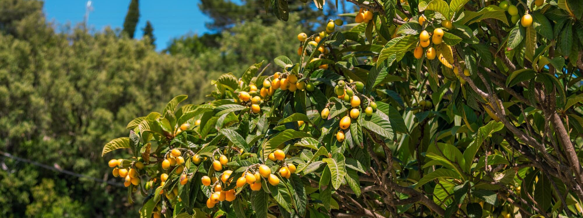 JARDIN MEDITERANNEEN 2000X750 | Emotion paysage Comment créer un jardin méditerranéen autour d’une terrasse en bois ? Colmar